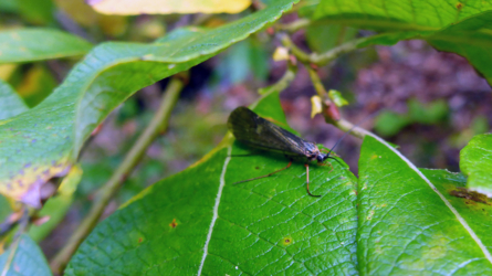 Intakte Insektenwelt
