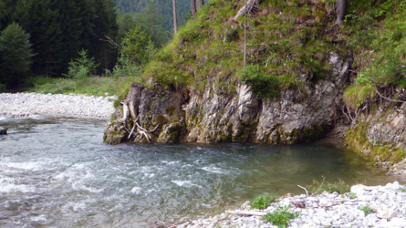 In diesem Hinterwasser stiegen die Forellen auf kleinste Fliegen...