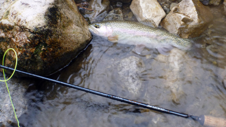 die Loisach hat einen hervorragenden Rainbow-Bestand