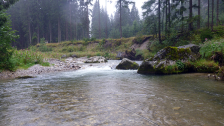 Dauerregen, die Fische steigen trotzdem