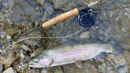 Starke Rainbow aus einem kleinen Hinterwasser