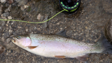 fat rainbow...