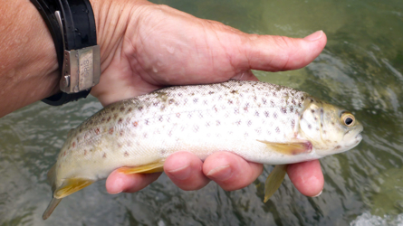 trentino_2019-71