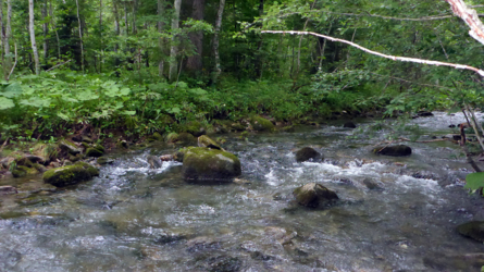 Schönenbach