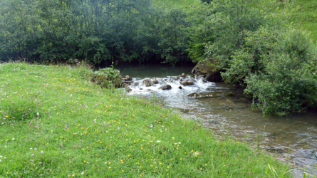 Wir hatten am Schönenbach eine wunderbare Pocketfischerei und fingen viele wunderschön gezeichnete Bachforellen