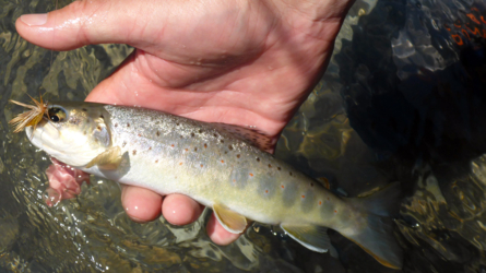 Kleine Forelle hat sich eine golden Stonefly Dry geholt...