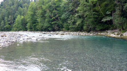 Kies, Wasser, Bäume