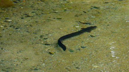 karamea_river_017_NZL2018