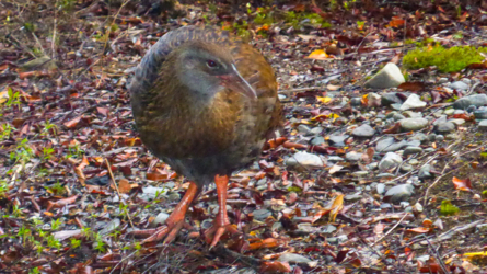 karamea_river_026_NZL2018