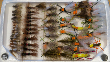 fliegen_003_nzl2018