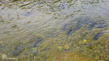 Lachse im Twizel River