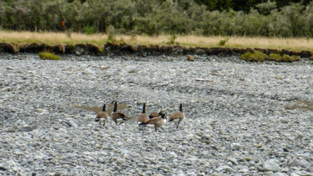 boyle_river_015_nzl2018