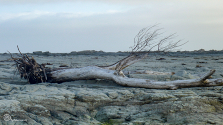 hanmer_springs-kaikoura_010_nzl2018