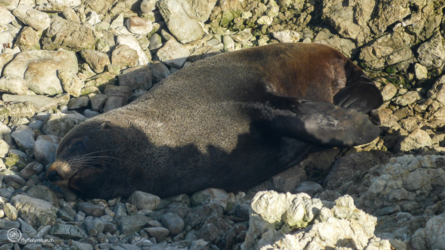 hanmer_springs-kaikoura_009_nzl2018