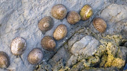hanmer_springs-kaikoura_007_nzl2018