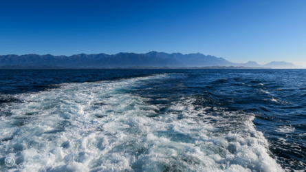 whale-watching_kaikoura_001_nzl2018
