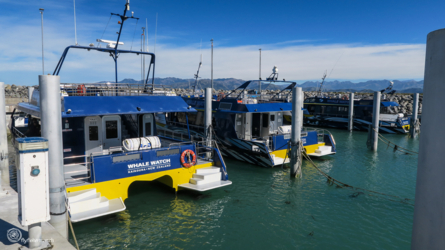 whale-watching_kaikoura_005_nzl2018