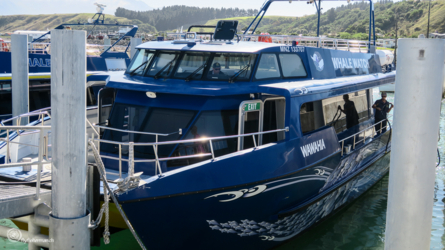 whale-watching_kaikoura_004_nzl2018