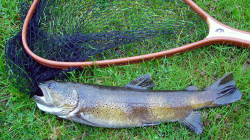 Typische Doubsforelle (39cm) - April 2005