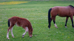 Das Fohlen geniesst die Natur - Sorne 2009