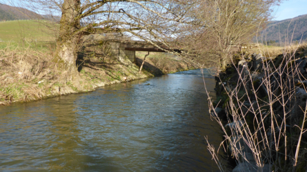 Seit des Kormoran-Einfluges findet man die Fische fast nur noch an geschützten Stellen...