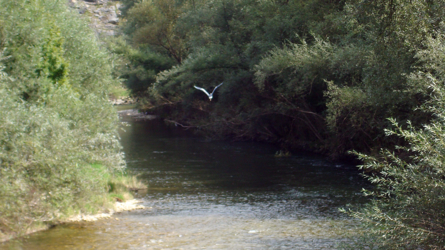 Birs 2007 oberhalb Riederwald