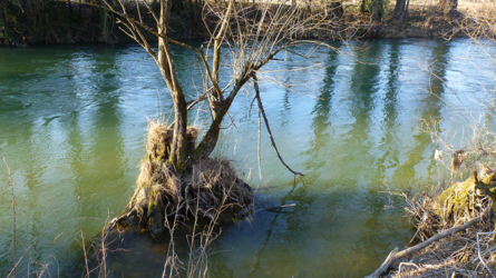 März 2012 - hoher Wasserstand