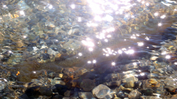 Release einer Etsch-Forelle
