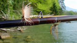 Wunderschöne Maifliege und Kopie