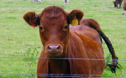 Beef?