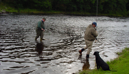 Netting the salmon...