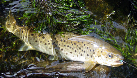 At least a baby trout...