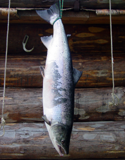 Salmon by the hut.