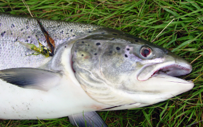Caught on a Green Highlander!