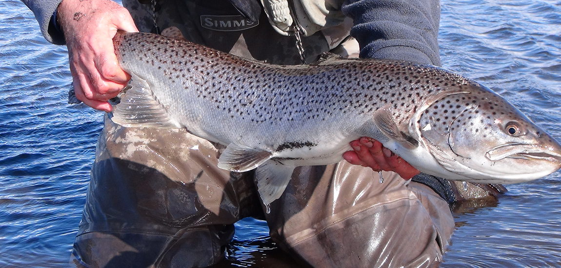 seatrout