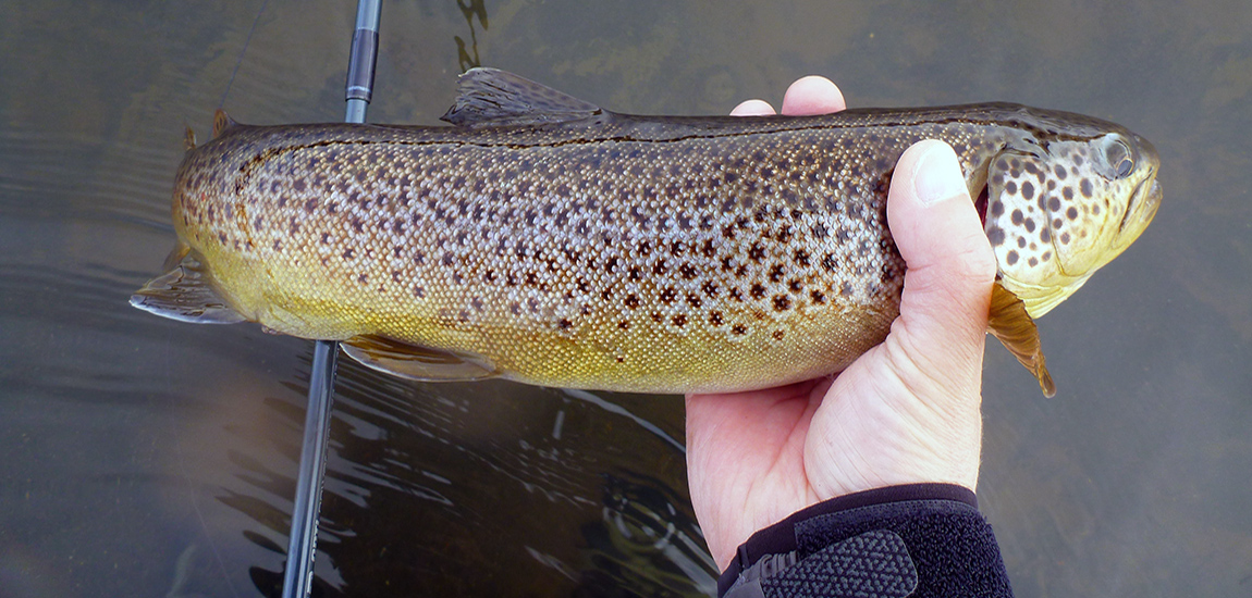 Brown trout