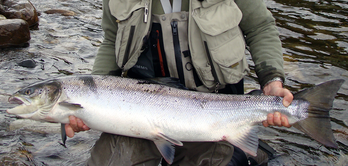 Salmon - Gaula 2008