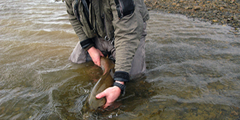 Release