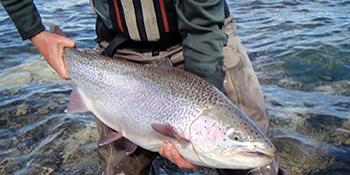 Fische