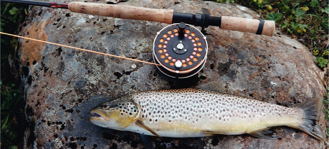 Brown Trout from Iceland