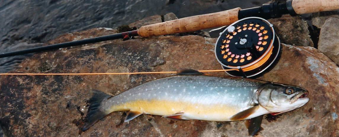 Arctic Char Arctic Char