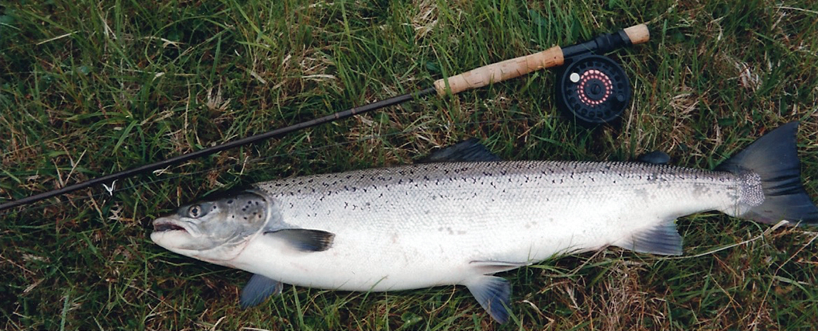 salmon 1992 - Deildara Iceland