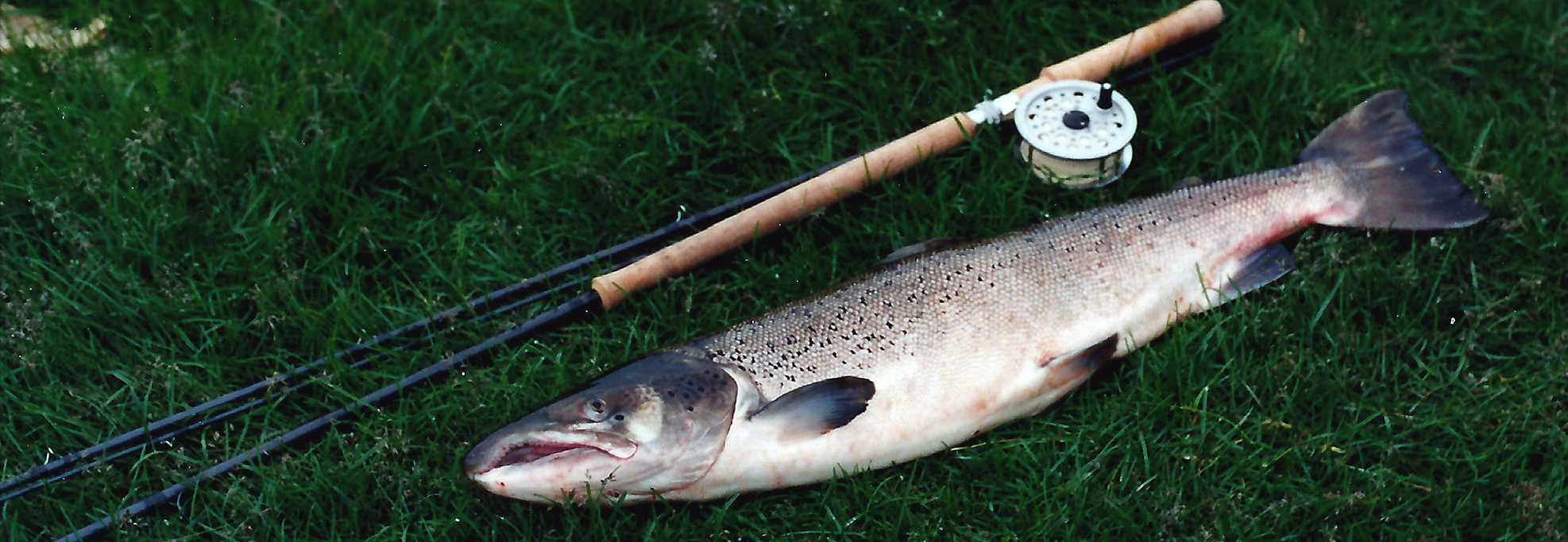 salmon 15pounds caught by Willi Furrer
