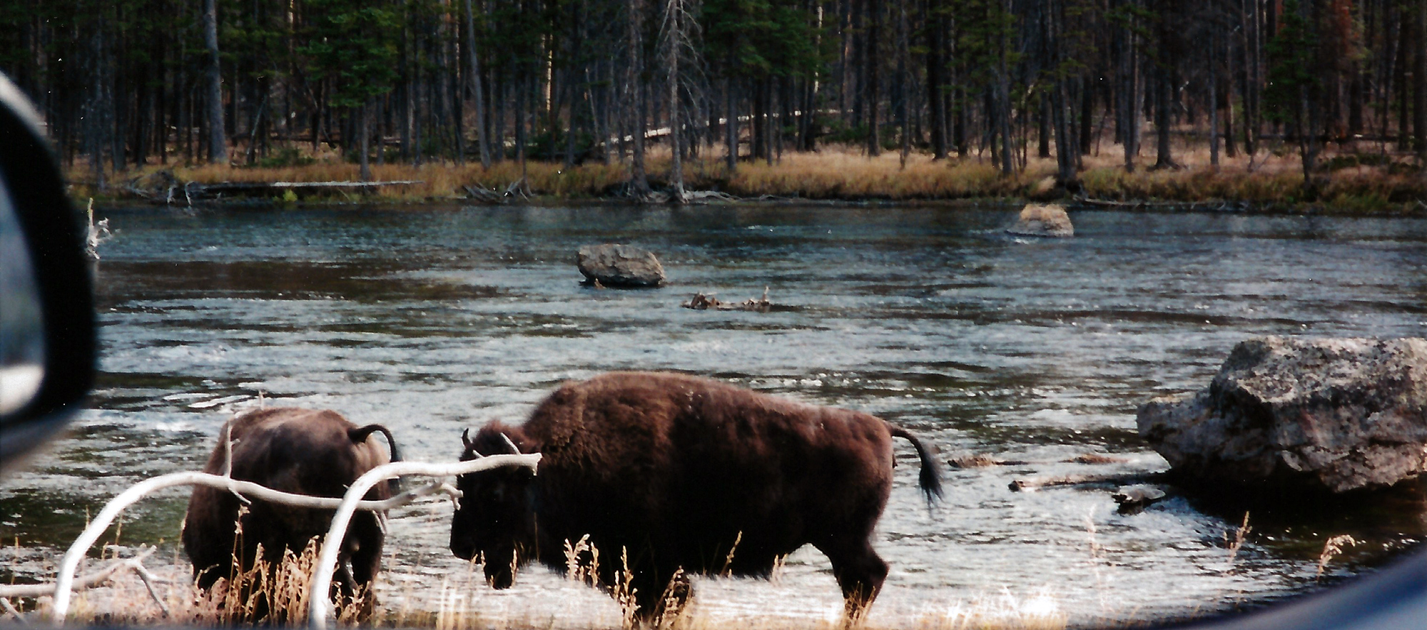 Buffalos on Madison River