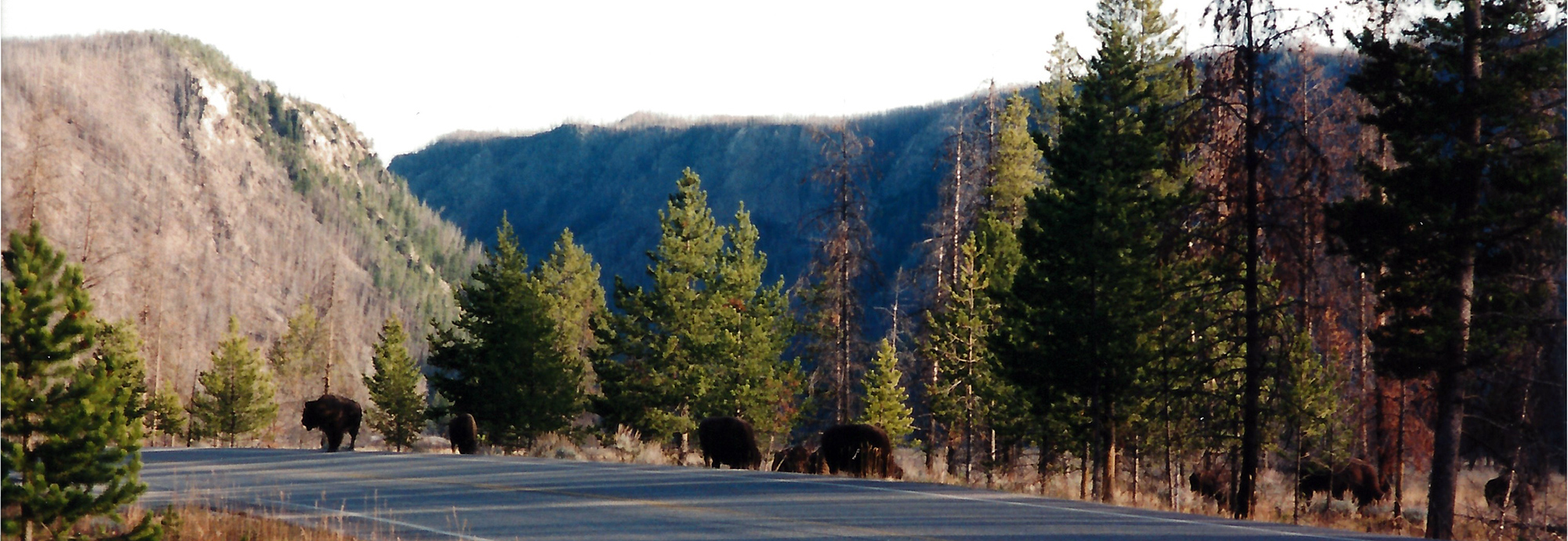 Buffalos on the Road