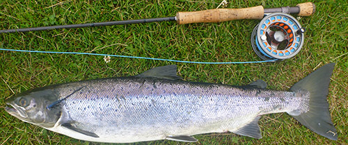 Schöner Lachs an der Singlehand