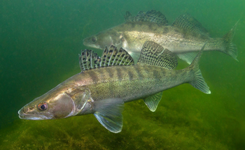 Zander Zander